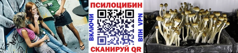 Галлюциногенные грибы мицелий где можно купить Светогорск